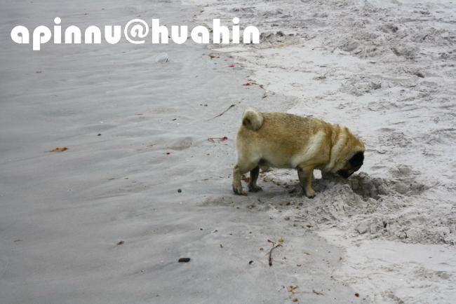 apinnu121.jpg